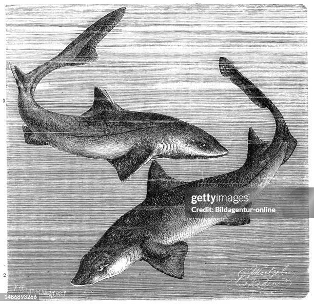 Fish, Dogfish, Squalus acanthias and Starfish, Gray or Common Smoothhead, Mustelus mustelus, Historical, digitally restored reproduction from an...