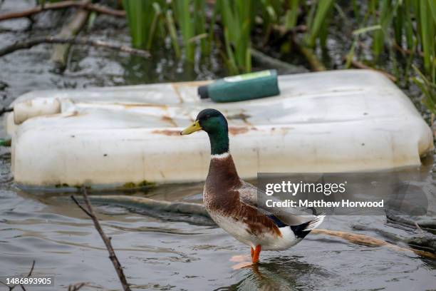 Duck near plastic pollution in the River Taff near Cardiff Bay on April 29, 2023 in Cardiff, Wales.