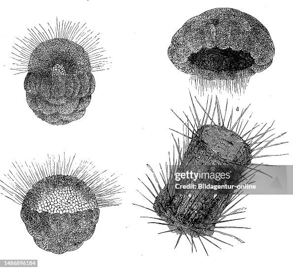 Development of Sycon raphanus,a species of marine invertebrate, a ...