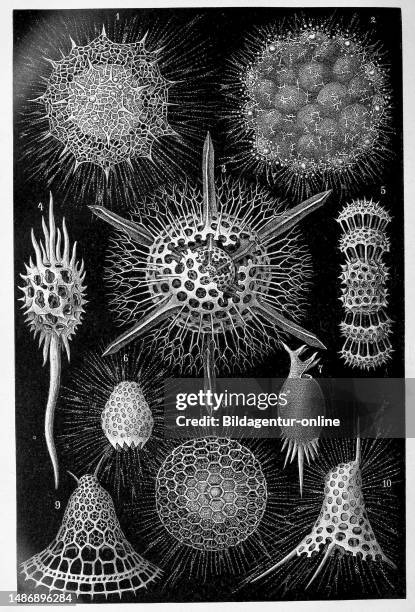 Radiolarians, radiolaria or radiolarians are a group of unicellular creatures with an opal endoskeleton belonging to the eukaryotes, Historical,...