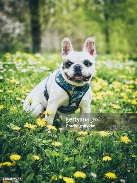 frenchie dog playing wildflower field - animal harness stock pictures, royalty-free photos & images