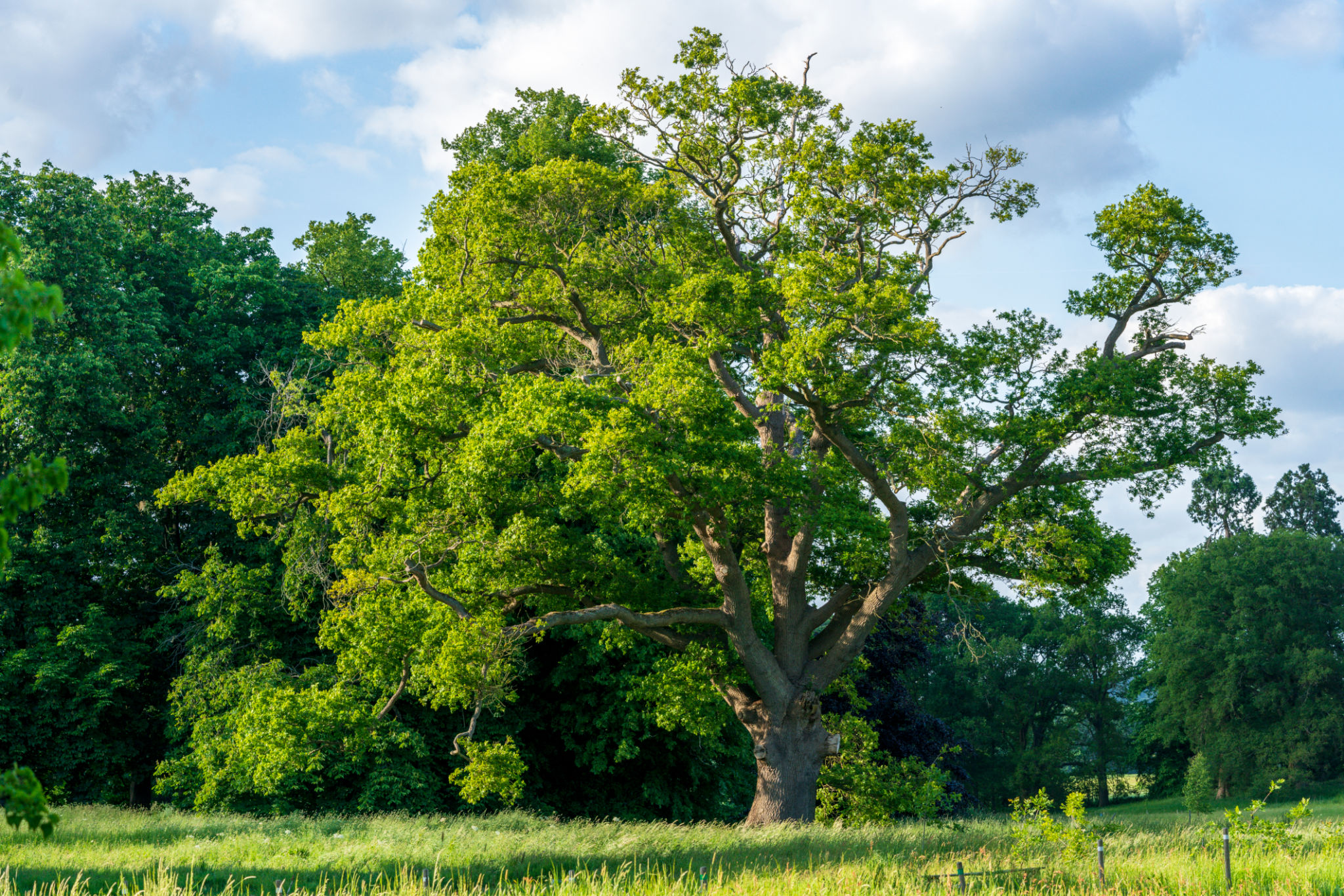 Ancient English oak tree Ancient English oak tree