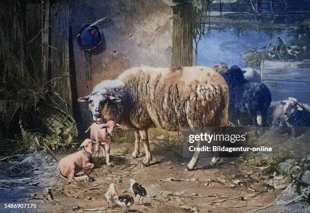 Chicken Riding Sheep Sheep Bird Photos and Premium High Res Pictures - Getty Images
