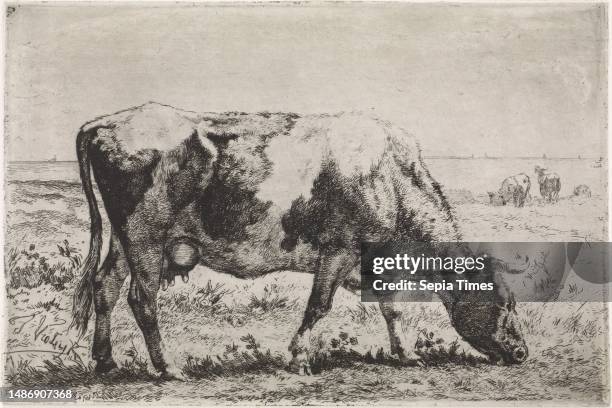 In the background the sea., Grazing cow, print maker: Jan Vrolijk, , The Hague, 1860 - 1894, paper, etching, h 158 mm × w 236 mm.