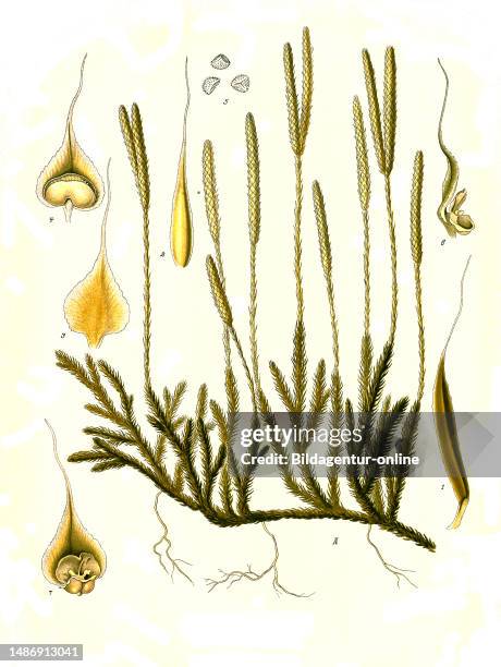 Medicinal plant, clubmoss, Lycopodium clavatum, also wolf's claw, historical, digitally restored reproduction from an original from the 19th century,.
