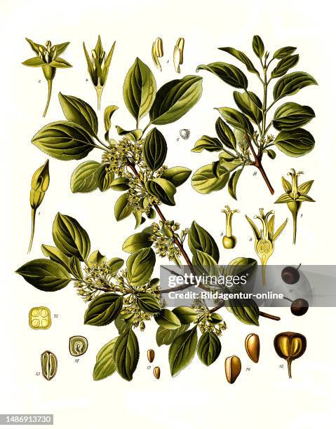 Medicinal plant, purging buckthorn, Rhamnus cathartica, Rhamnus catharticu, plant species from the buckthorn family, historical, digitally restored...