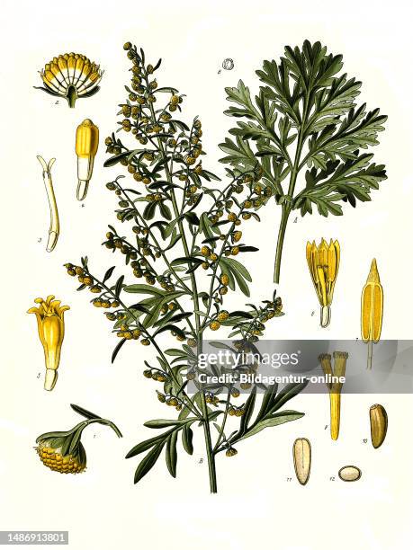 Medicinal plant, common wormwood, real wormwood or wormwood herb, Artemisia absinthium, also bitter mugwort or alsem, a plant species in the genus...