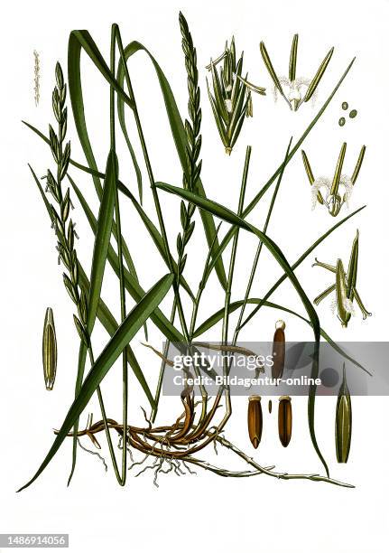 Medicinal plant, creeping couch grass , common couchgrass, common couchgrass or simply couchgrass, historical, digitally restored reproduction from...