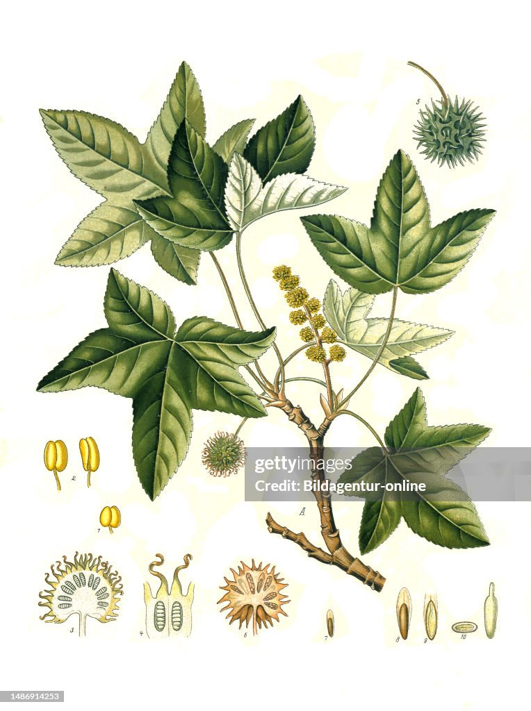 Medicinal Plant