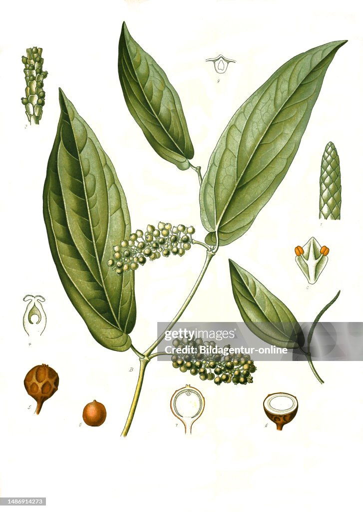 Medicinal Plant