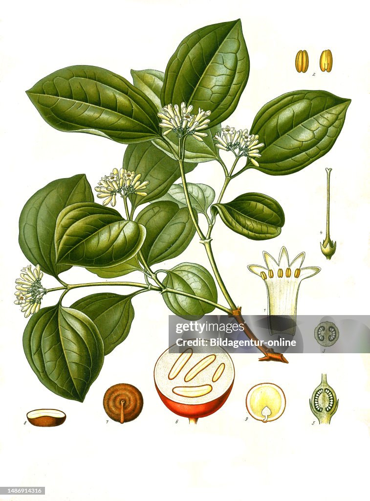 Medicinal Plant