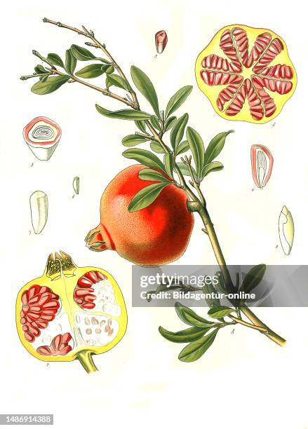 Medicinal plant, pomegranate , historical, digitally restored reproduction from an original from the 19th century,.