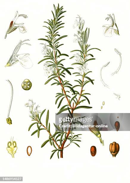Medicinal plant, Rosemary is a species of the genus Salvia and an evergreen subshrub of the mint family, Historical, digitally restored reproduction...