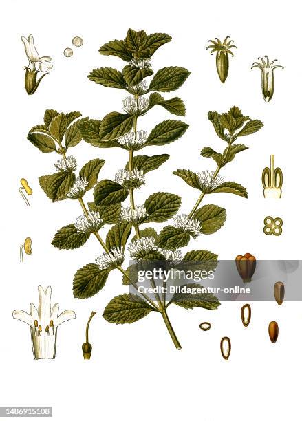 Medicinal plant, common horehound , also white horehound, common horehound, horehound for short, auxiliary herb, white dorant, milkweed or mountain...