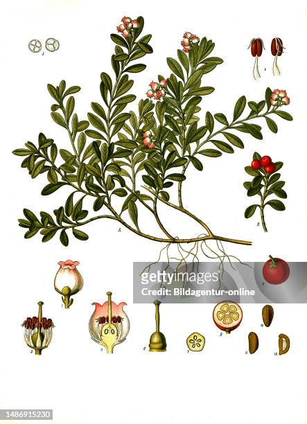 Medicinal plant, real or evergreen bearberry is a species of plant from the genus of bearberry, historical, digitally restored reproduction from an...