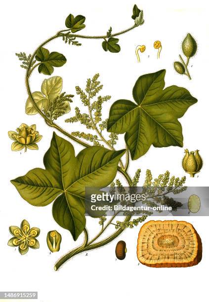 Medicinal plant, kalumba , also known as colombo root, colombo, hand-leaved, kokkel or moon seed, dysentery root, kolombo plant and moon seed, is a...