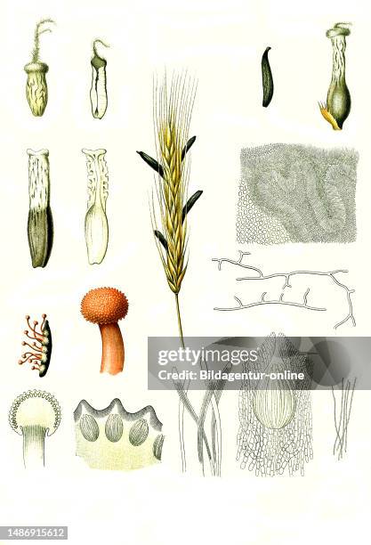 Medicinal plant, purple-brown ergot fungus , ergot fungus, is a sac fungus belonging to the genus of ergot fungi , which grows and parasitizes on rye...
