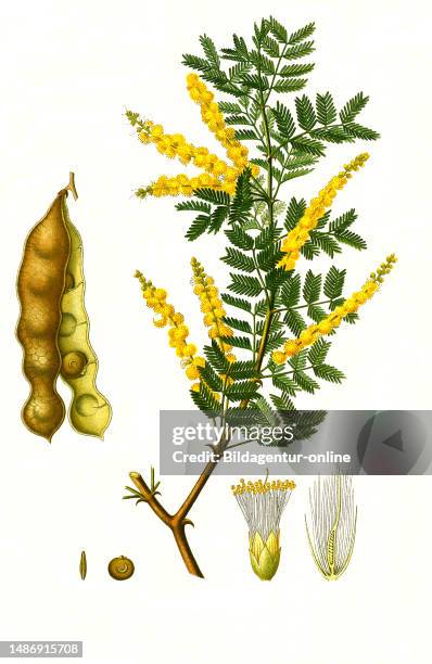 Senegal Tree Types 54 Acacia Senegal Stock Photos, High-Res Pictures, and Images - Getty ...