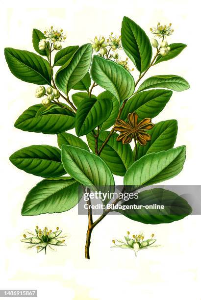 Medicinal plant, Quillaja saponaria, soap bark tree, historical, digitally restored reproduction from an original from the 19th century,.