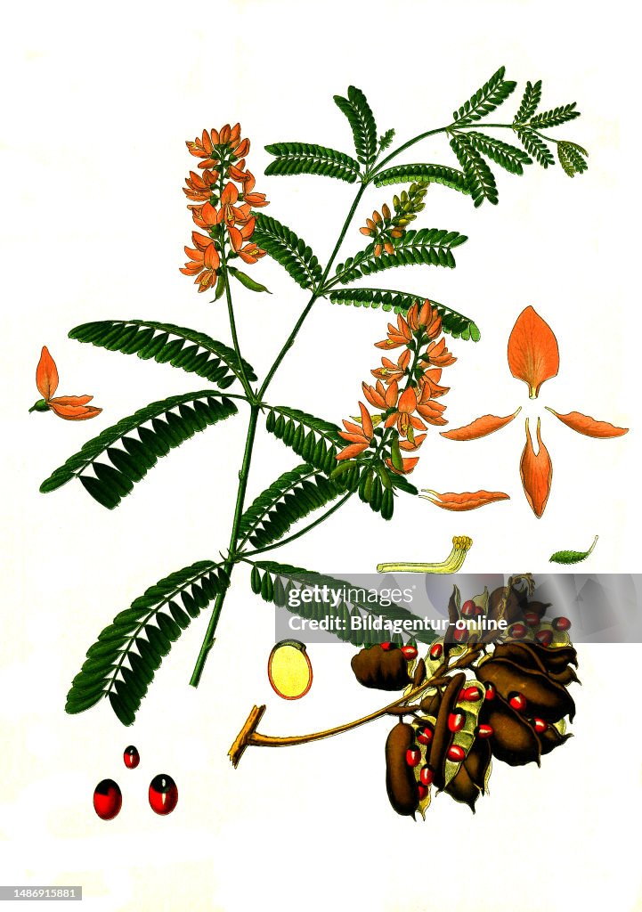 Medicinal Plant
