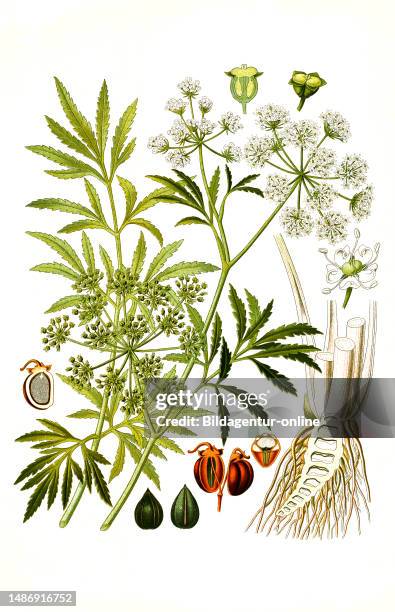 Medicinal plant, water hemlock , also poison water hemlock, historical, digitally restored reproduction from an original from the 18th century.