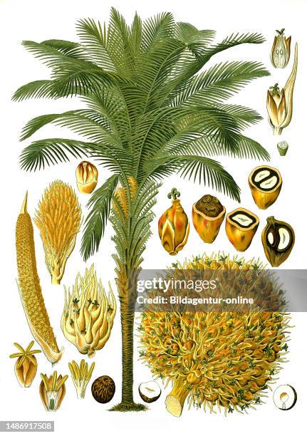 Medicinal plant, oil palm is one of the economically most important palm species, Historical, digitally restored reproduction from an 18th century...