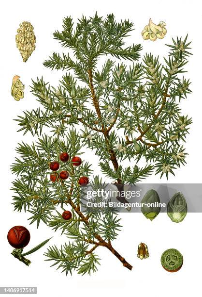 Medicinal plant, juniper is a species of plant from the cypress family, Historical, digitally restored reproduction of an original from the 18th...