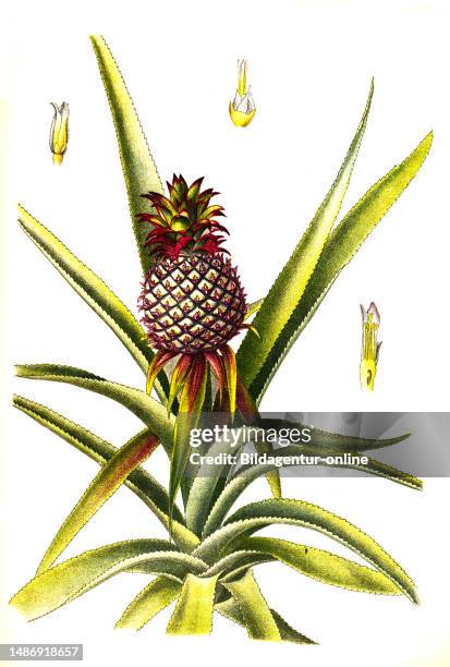 Crop, Pineapple , historic, digitally restored reproduction from an 18th century original,.