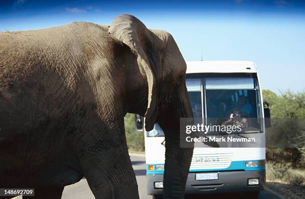 elephant on road near safari bus. - transvaal province stock pictures, royalty-free photos & images