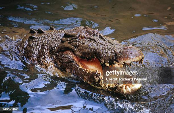 salt water crocodile at crocodylus park. - crocodile stock pictures, royalty-free photos & images