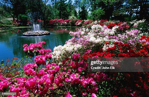 azalea's, honor heights park azalea festival. - muskogee oklahoma stock pictures, royalty-free photos & images