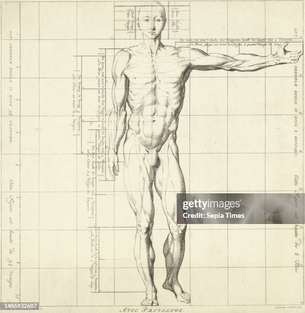 Front Body Drawing Human Body Front View Photos and Premium High Res Pictures - Getty Images
