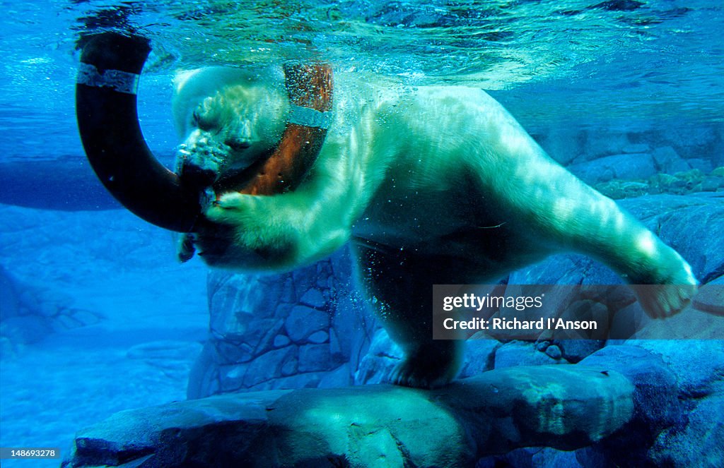 Polar bear underwater at Melbourne Zoo.