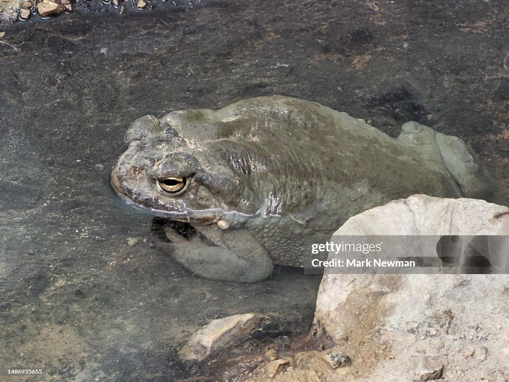Sonoran desert toad