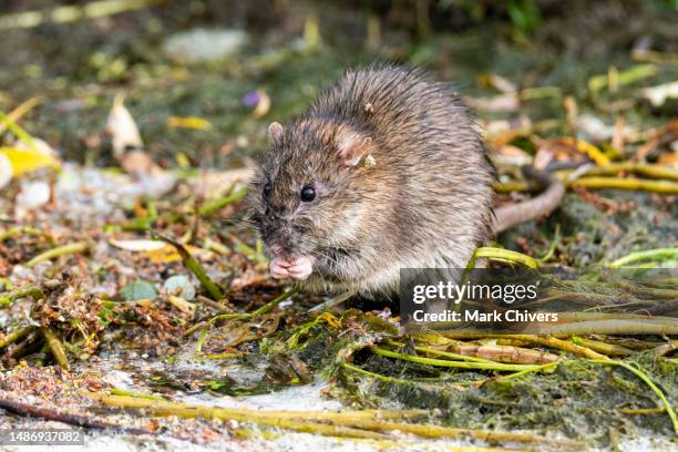 Mouse Rivver 492 Mouse River Stock Photos, High-Res Pictures, and Images - Getty Images