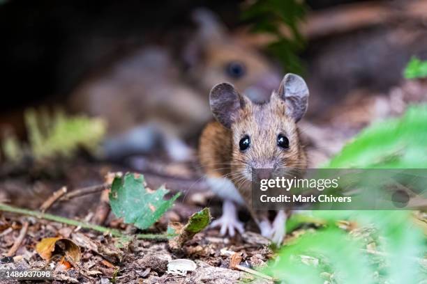 wood mouse - feldmaus stock-fotos und bilder