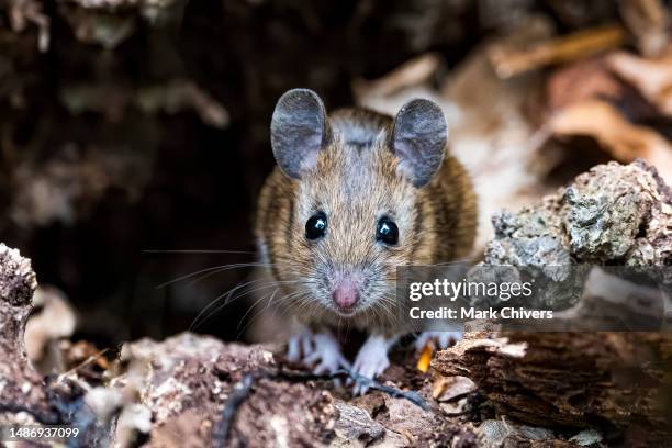 wood mouse - topo foto e immagini stock