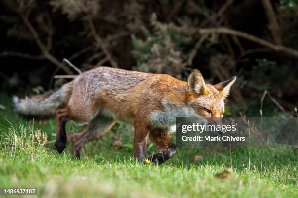 sly fox - mascot stock pictures, royalty-free photos & images