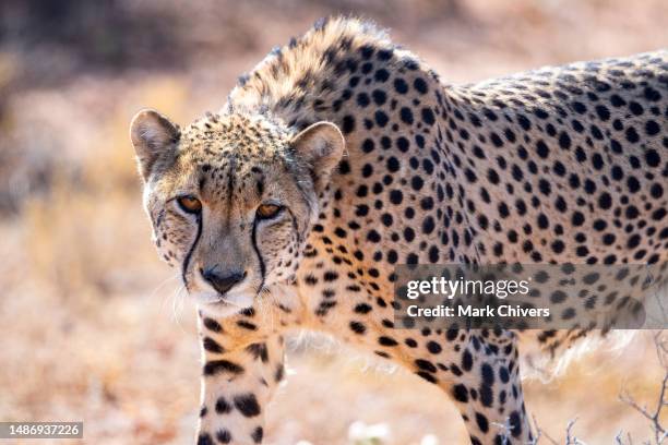 cheetah portrait - carnivora stock pictures, royalty-free photos & images