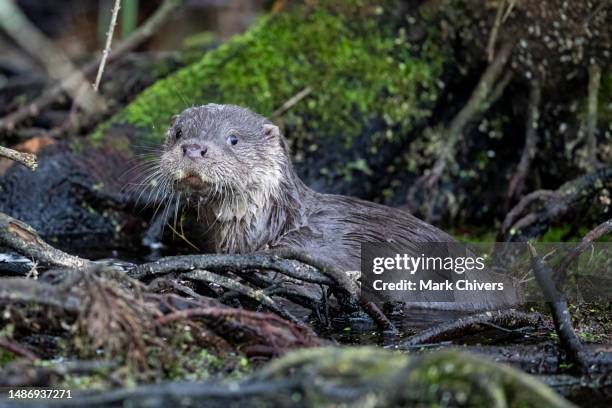 young otter by a tree root - giant otter stock-fotos und bilder