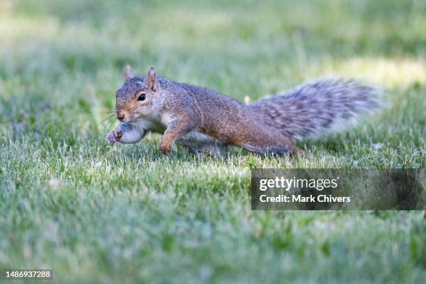 leaping grey squirrel in the grass - grey squirrel stock pictures, royalty-free photos & images