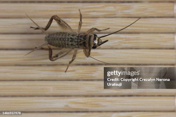 young cricket male. cricket nymph - cricket insect photos stock pictures, royalty-free photos & images