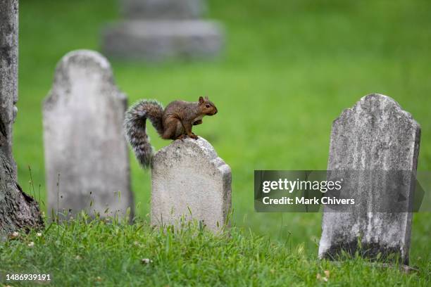 Headstone Rip Squirrel 71 Squirrel Teeth Stock Photos, High-Res Pictures, and Images - Getty ...