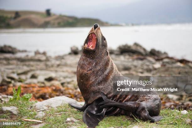 backpackers stop to visit the native new zealand fur seals - kaikoura stock-fotos und bilder