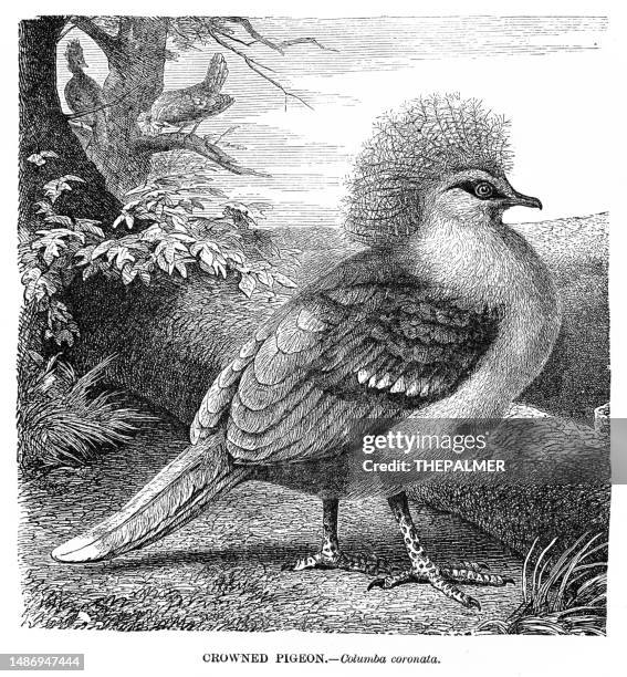 crowned pigeon bird engraving illustration 1892 - parakeet stock illustrations