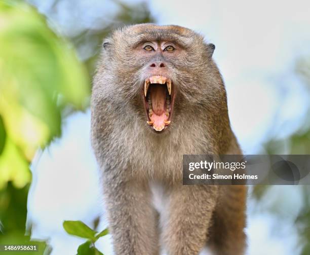 crab-eating macaque bears his teeth - river kinabatangan stock pictures, royalty-free photos & images