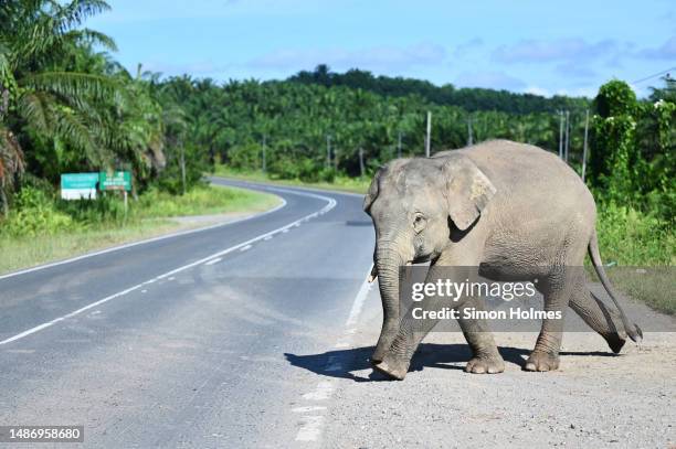 borneo elephant crosses the road - éléphant de bornéo photos et images de collection