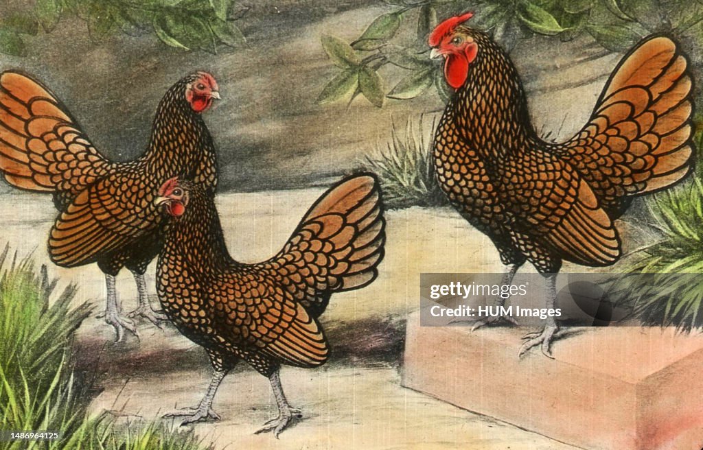 Three Golden Sebright Bantams ca. 1920