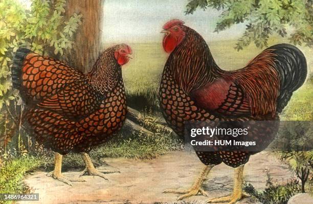 Golden-Laced Wyandottes chickens ca. 1920.