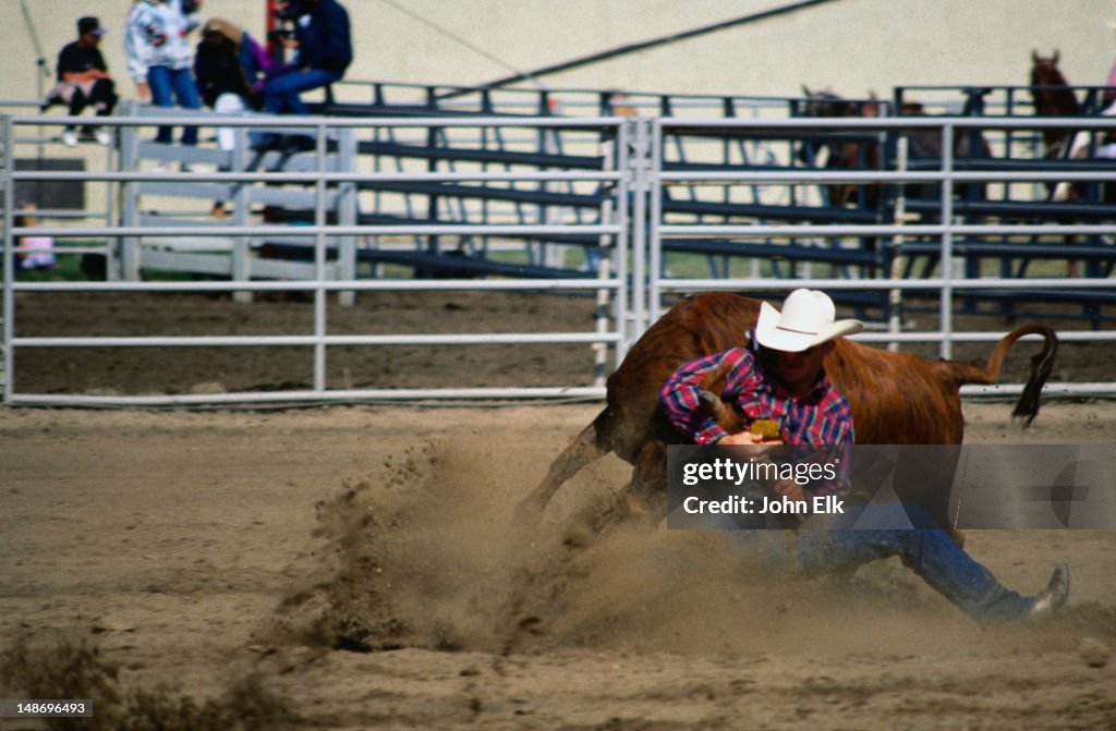 Bulldogging Wreck Man Tackling Cow In Sport Of Bulldogging At Rodeo High-Res Stock Photo ...